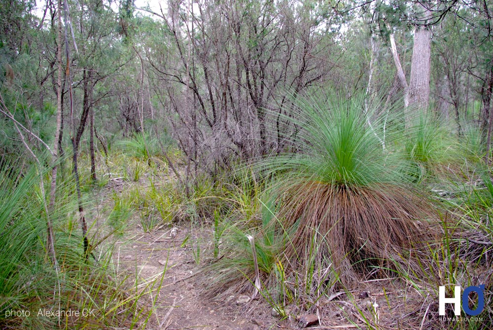 Tasmanie_fev_2016_0177