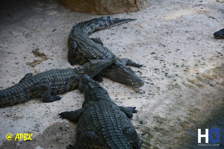La planète des Crocodiles