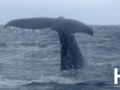 Nouvelle-Zélande, épisode 6 : Kaikoura, ou la faune à l’état sauvage !