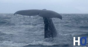 Nouvelle-Zélande, épisode 6 : Kaikoura, ou la faune à l’état sauvage !