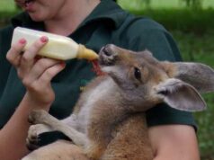Australie, épisode 6 : Perth, la belle isolée