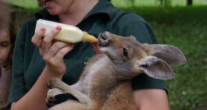 Australie, épisode 6 : Perth, la belle isolée