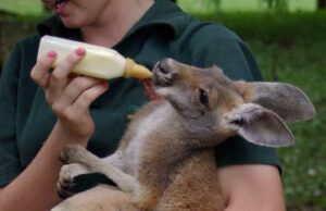Australie, épisode 6 : Perth, la belle isolée