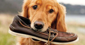 SPERRY TOP-SIDER, la première chaussure bateau!