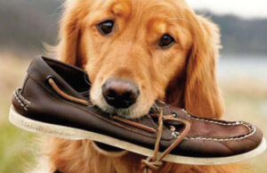 SPERRY TOP-SIDER, la première chaussure bateau!