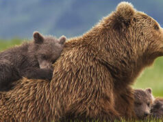 “Grizzly” de Alastair Fothergill & Keith Scholey.