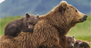 “Grizzly” de Alastair Fothergill & Keith Scholey.