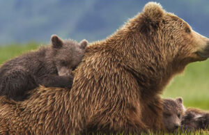 “Grizzly” de Alastair Fothergill & Keith Scholey.