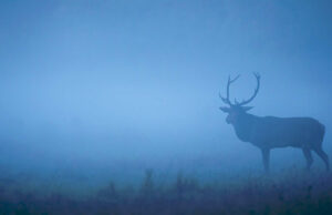 “Les Saisons ” de Jacques Perrin et Jacques Cluzaud.