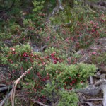 Tasmanie_fev_2016_0175