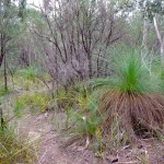 Tasmanie_fev_2016_0177