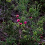 Tasmanie_fev_2016_0191
