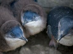 Carnet de voyage : Tasmanie – Bicheno ou la ville des pingouins