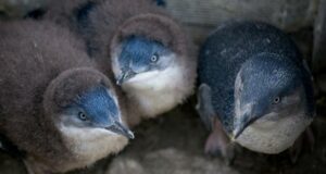 Carnet de voyage : Tasmanie – Bicheno ou la ville des pingouins