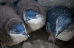 Carnet de voyage : Tasmanie – Bicheno ou la ville des pingouins