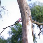 Tasmanie_fev_2016_0433