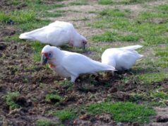 Carnet de voyage : les chutes d’eau de Tasmanie