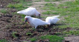Carnet de voyage : les chutes d’eau de Tasmanie