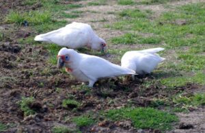 Carnet de voyage : les chutes d’eau de Tasmanie