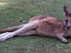 Carnet de voyage : une nuit a Port Arthur