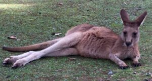 Carnet de voyage : une nuit a Port Arthur