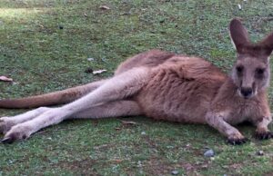 Carnet de voyage : une nuit a Port Arthur