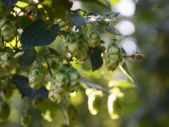 Voyage en Belgique à Poperinge à la découverte du houblon Whitbread Golding.