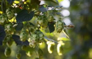 Voyage en Belgique à Poperinge à la découverte du houblon Whitbread Golding.
