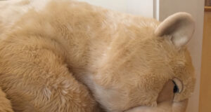 La Pelucherie : la douceur est de retour !