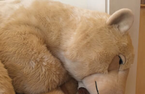 La Pelucherie : la douceur est de retour !