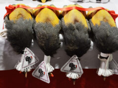 Les Glorieuses de Bresse.