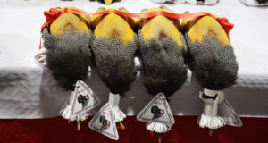 Les Glorieuses de Bresse.