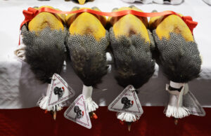 Les Glorieuses de Bresse.