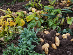 La récolte de la pomme de terre primeur dans le Finistère.