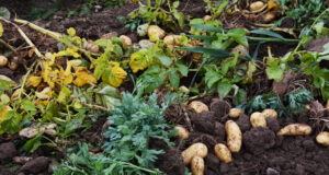 La récolte de la pomme de terre primeur dans le Finistère.