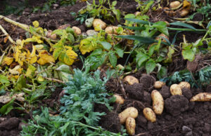La récolte de la pomme de terre primeur dans le Finistère.