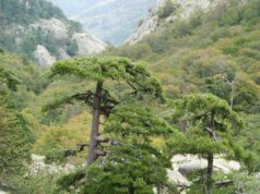 Les cascades de Corse…