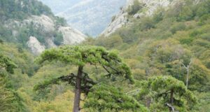 Les cascades de Corse…