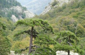 Les cascades de Corse…