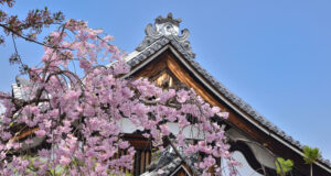 Kyoto, à la saison des sakura