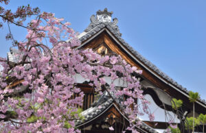 Kyoto, Ă la saison des sakura