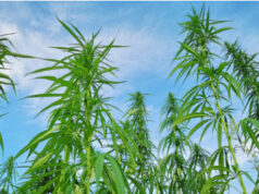 Patte de Loup : Des vêtements 100% chanvre made in France pour prendre soin de notre planète.