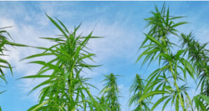 Patte de Loup : Des vêtements 100% chanvre made in France pour prendre soin de notre planète.