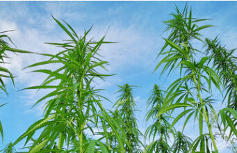 Patte de Loup : Des vêtements 100% chanvre made in France pour prendre soin de notre planète.