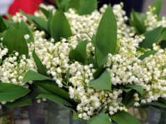 Bon 1er mai à tous.