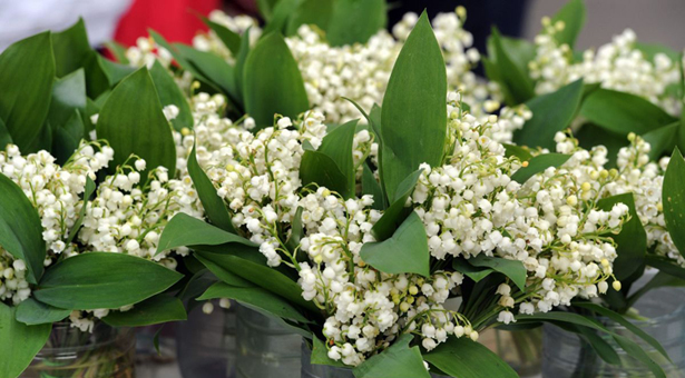 Bon 1er mai à tous.