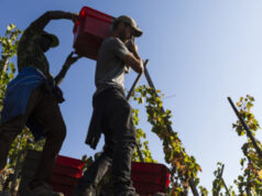 Les Bars à Vins Ecluse reçoivent un vigneron tous les mois : Le Domaine Massaya est à l’honneur en mai/juin.