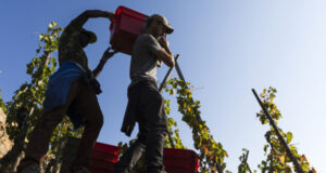 Les Bars à Vins Ecluse reçoivent un vigneron tous les mois : Le Domaine Massaya est à l’honneur en mai/juin.