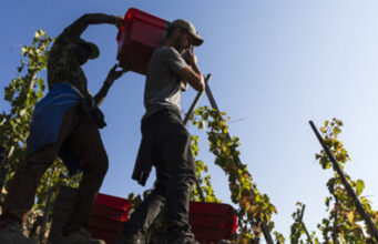 Les Bars à Vins Ecluse reçoivent un vigneron tous les mois : Le Domaine Massaya est à l’honneur en mai/juin.