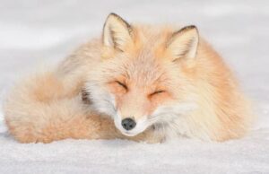 Zao, le village des renards